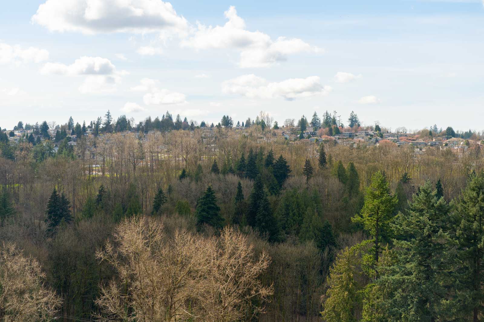 A landscape view of a forest with a mix of evergreen and leafless trees under a partly cloudy sky, with houses visible in the distance.