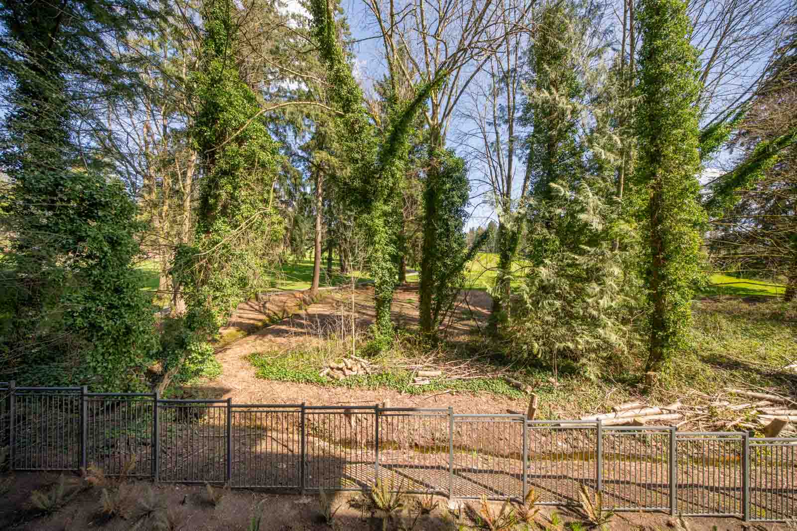 A fenced area borders a wooded landscape with tall trees, some covered in ivy, under a clear sky. Cut logs and branches are scattered near the fence.